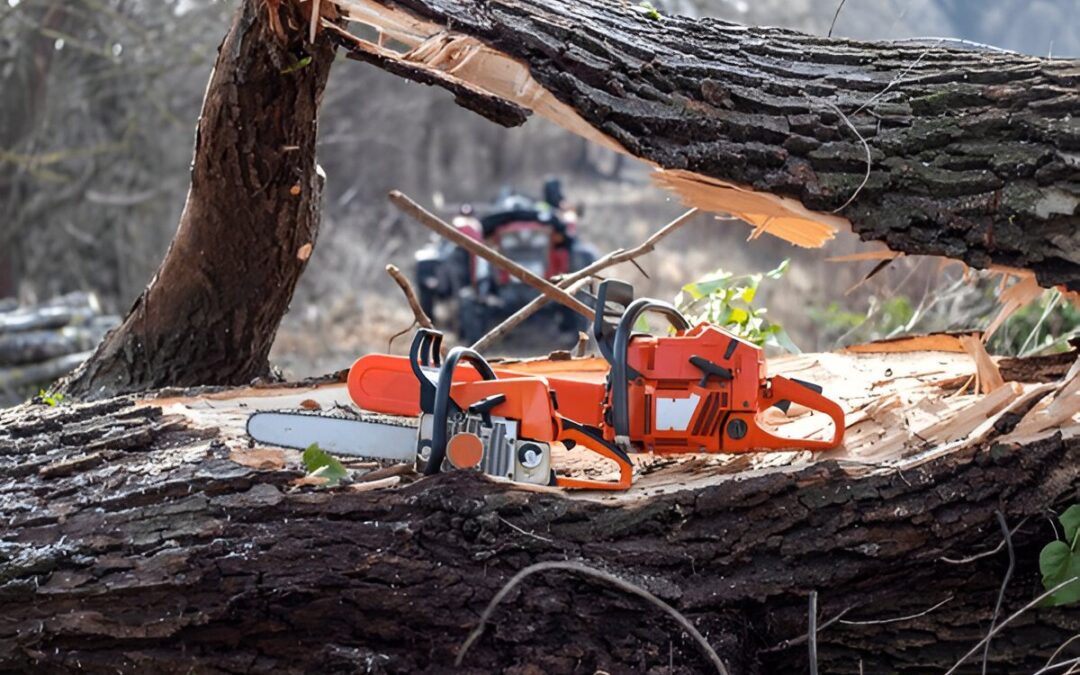 What Are Power Tools for Tree Removal