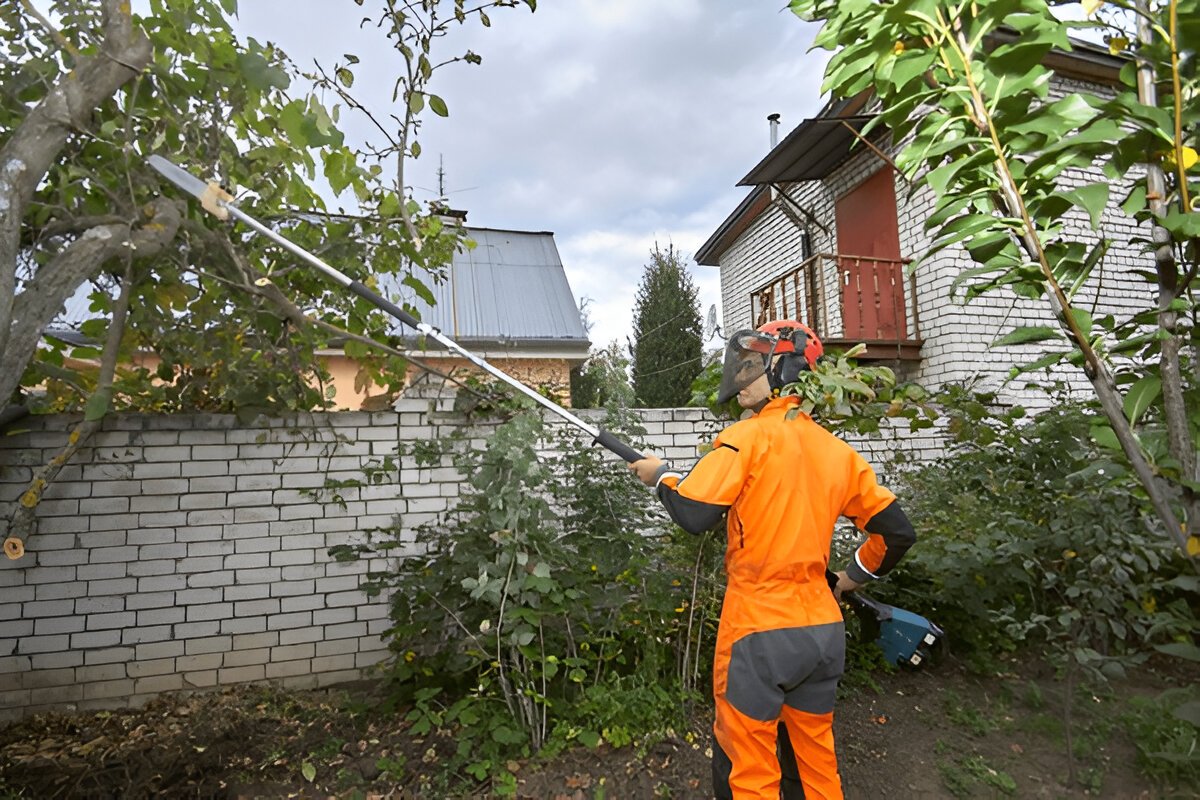 What Are Power Tools for Tree Removal pole saw trimming high limbs